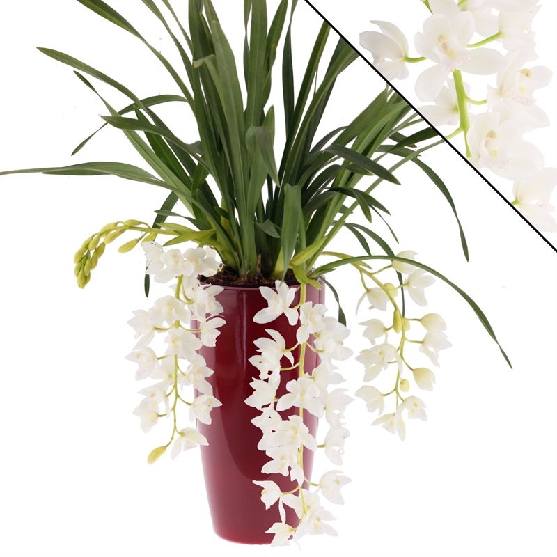 Cymbidium p14 cascade Ice 3-4T in keramiek rood, D 14