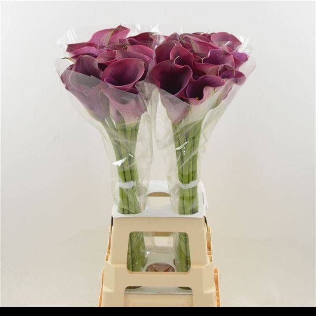 Калла Кэптен Промис 80, шт.