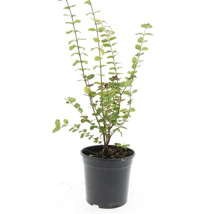 Symphoricarpos d. 'Magic Berry', D 14 cm