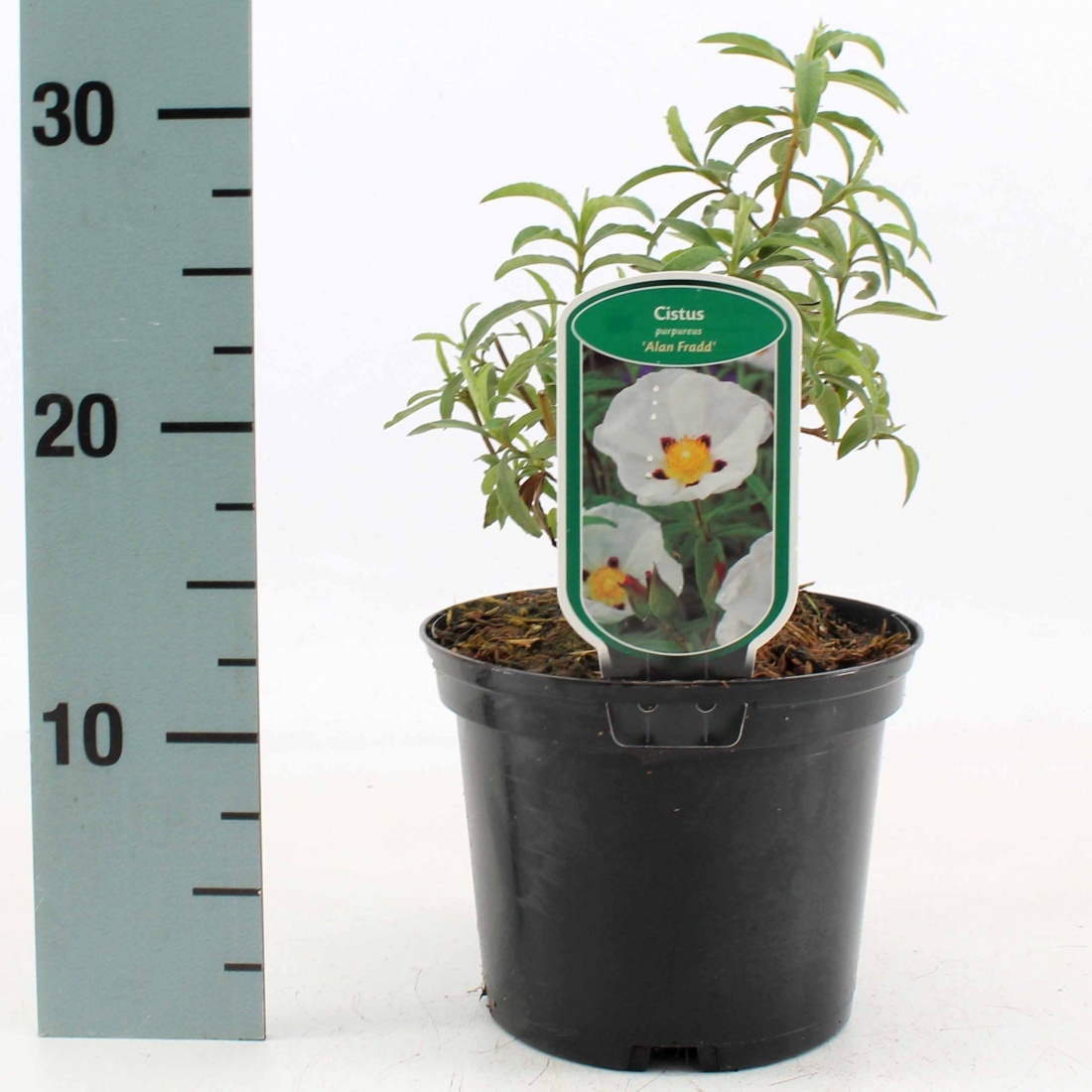 Cistus purpureus 'Alan Fradd', D 17 cm