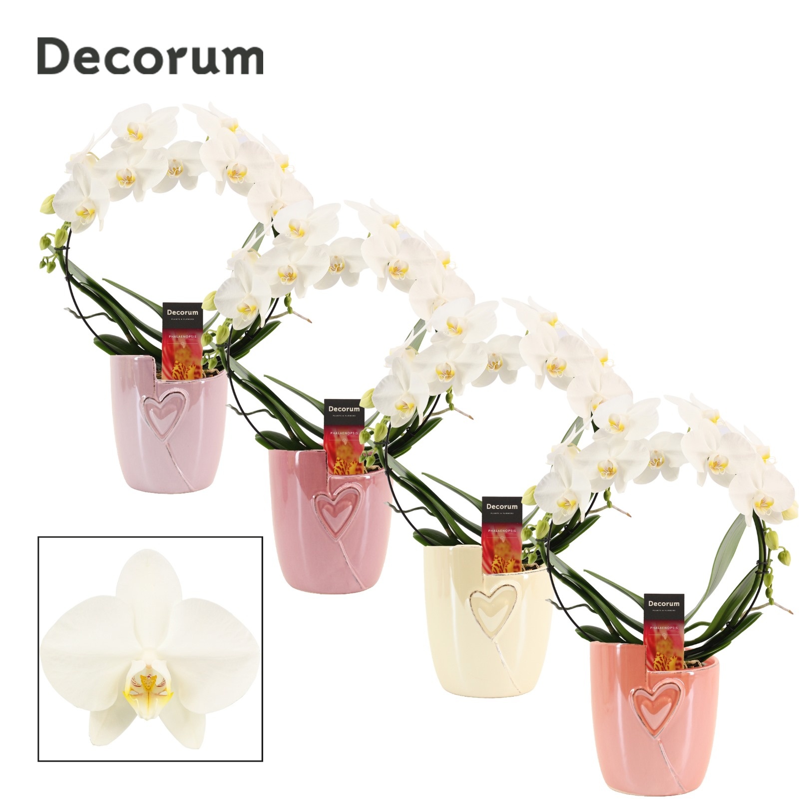 Phalaenopsis boog wit in Joa (Special moods-collection), D 12