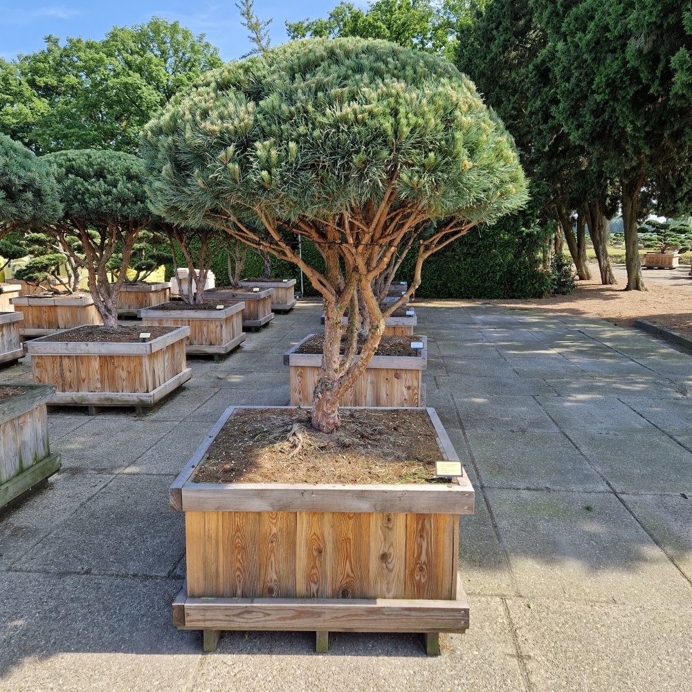 Pinus sylvestris 'Watereri', D 100 cm