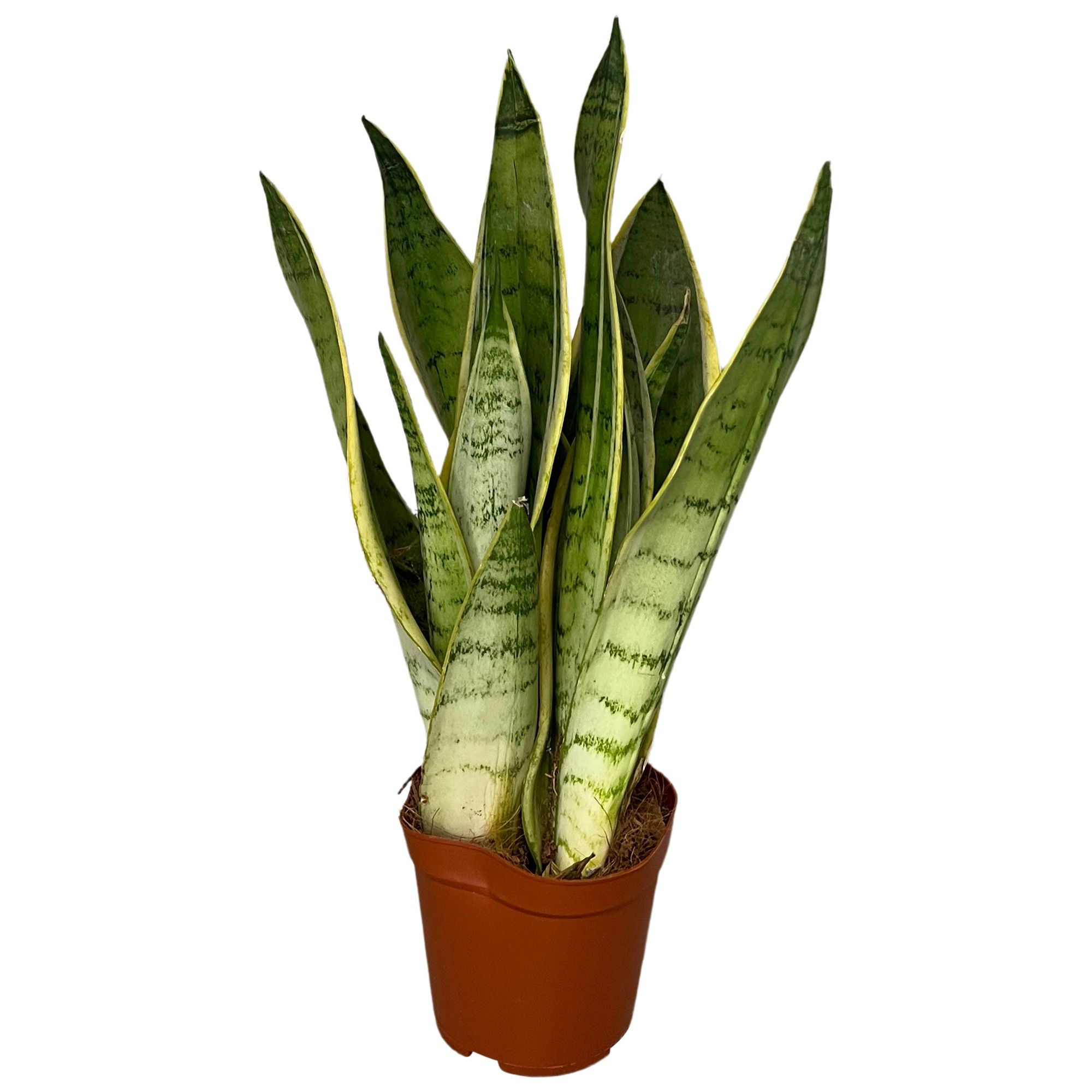 Sansevieria white snow, D 12