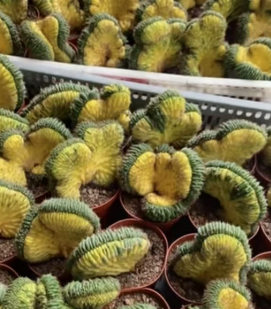 суккулент Дуо В 12 11