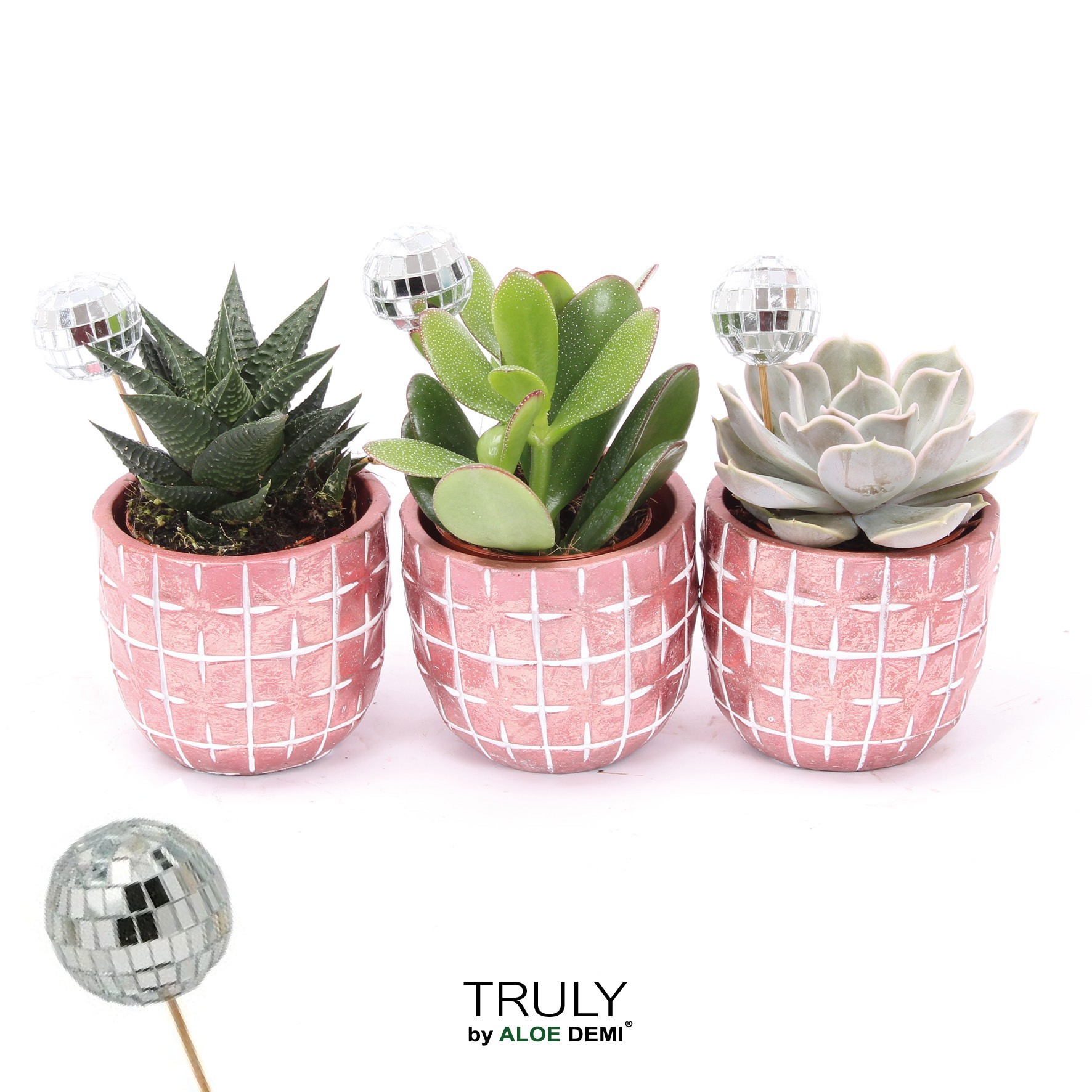 TRULY Succulent, Disco Mosaic Red Disco, D 7 cm