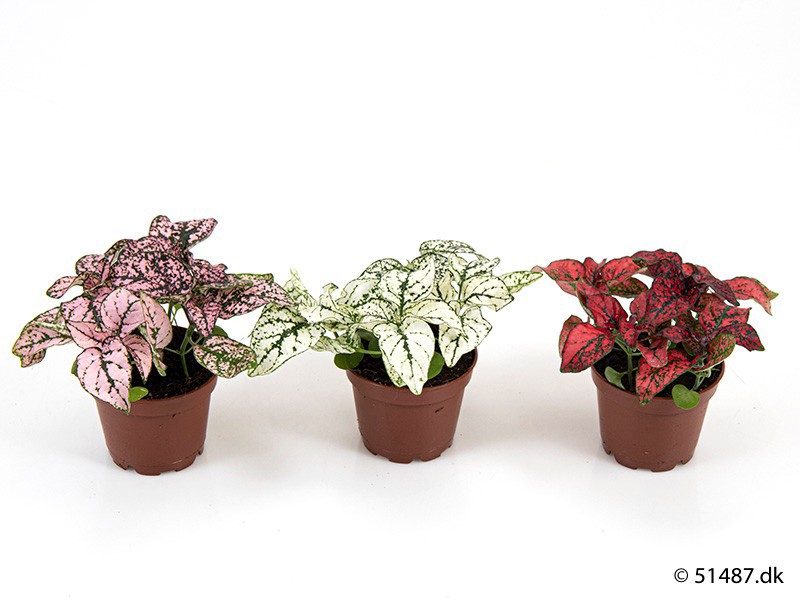 HYPOESTES PHYLLOSTACHYA, D 6