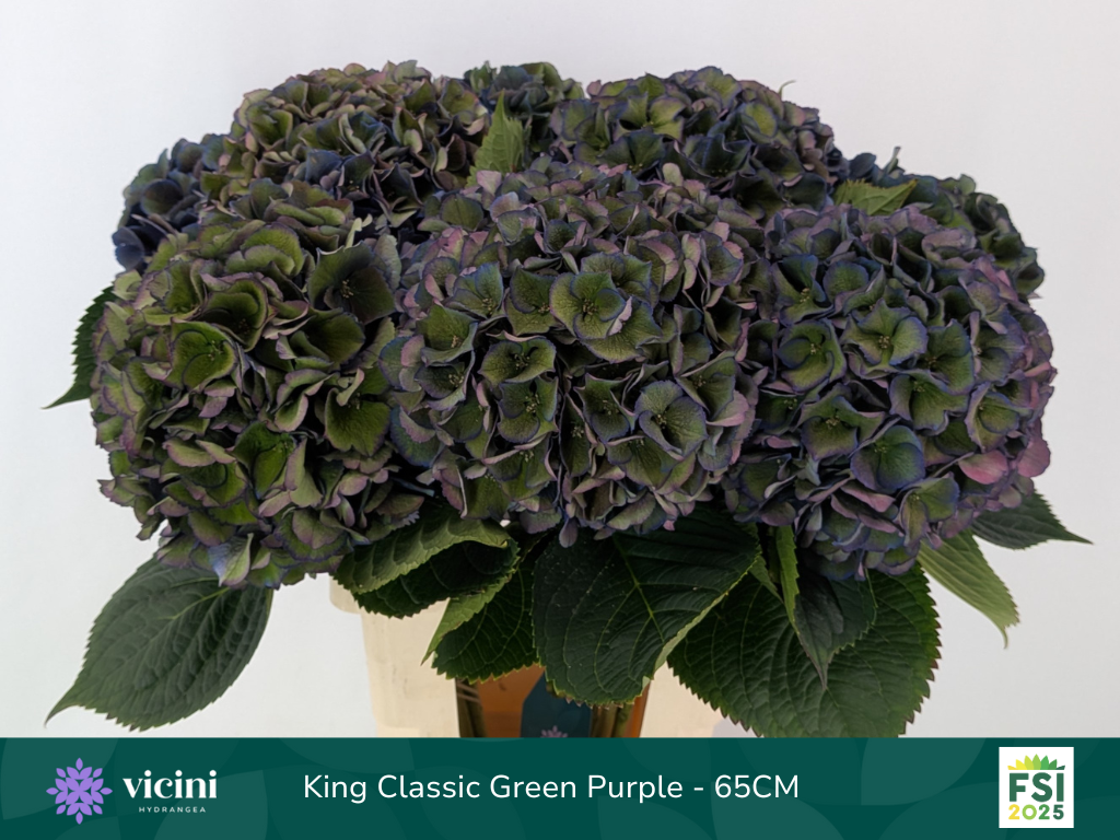 Гортензия Роял Кинг Классик 65, шт.