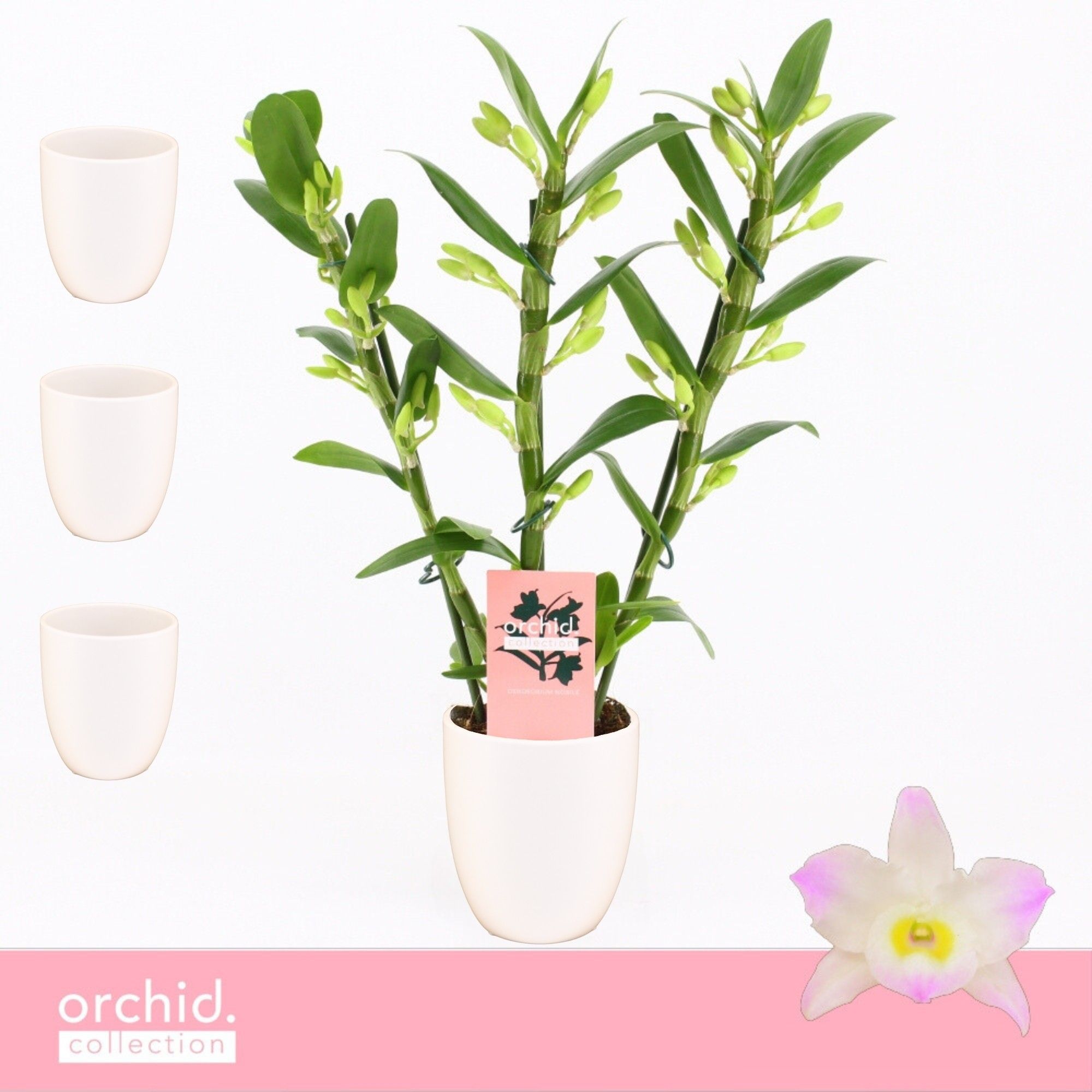 Dendrobium Nobilé, Kumiko 3-spike Compact in Lotte White 'Orchid Collection', D 12