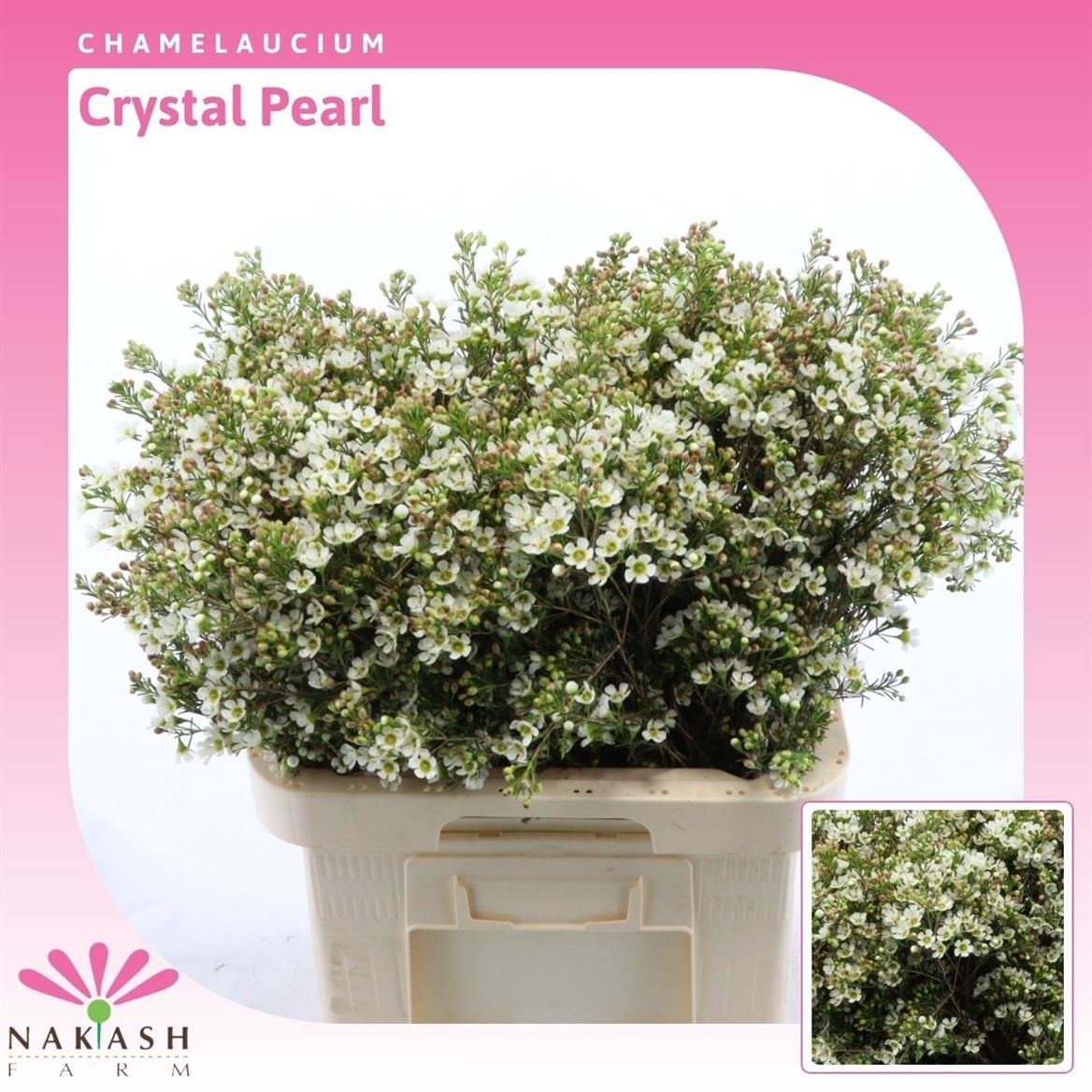 Шамелациум Кристал Перл 70, шт.