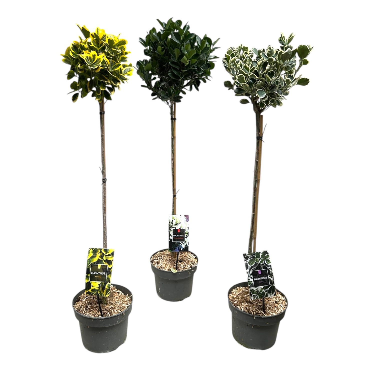 Euonymus japonicus gemengd op stam, D 23