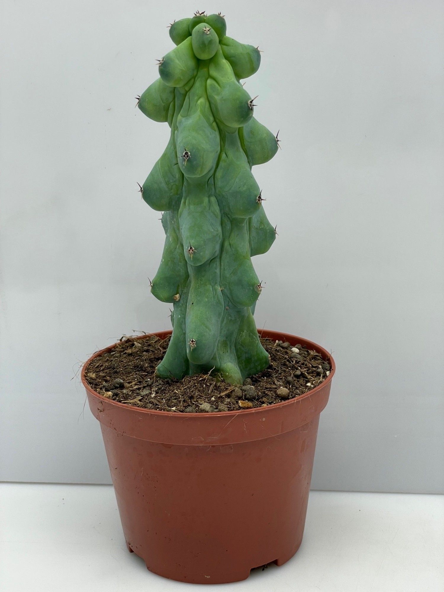 494 myrtillocactus Nipel 10,5cm, D 10,5