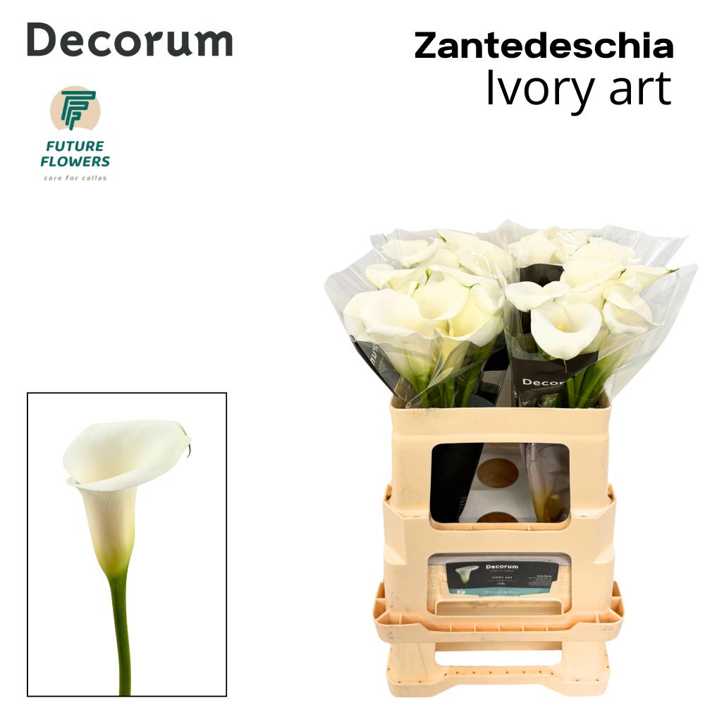 Калла Айвори Арт 55 (бел.), шт.
