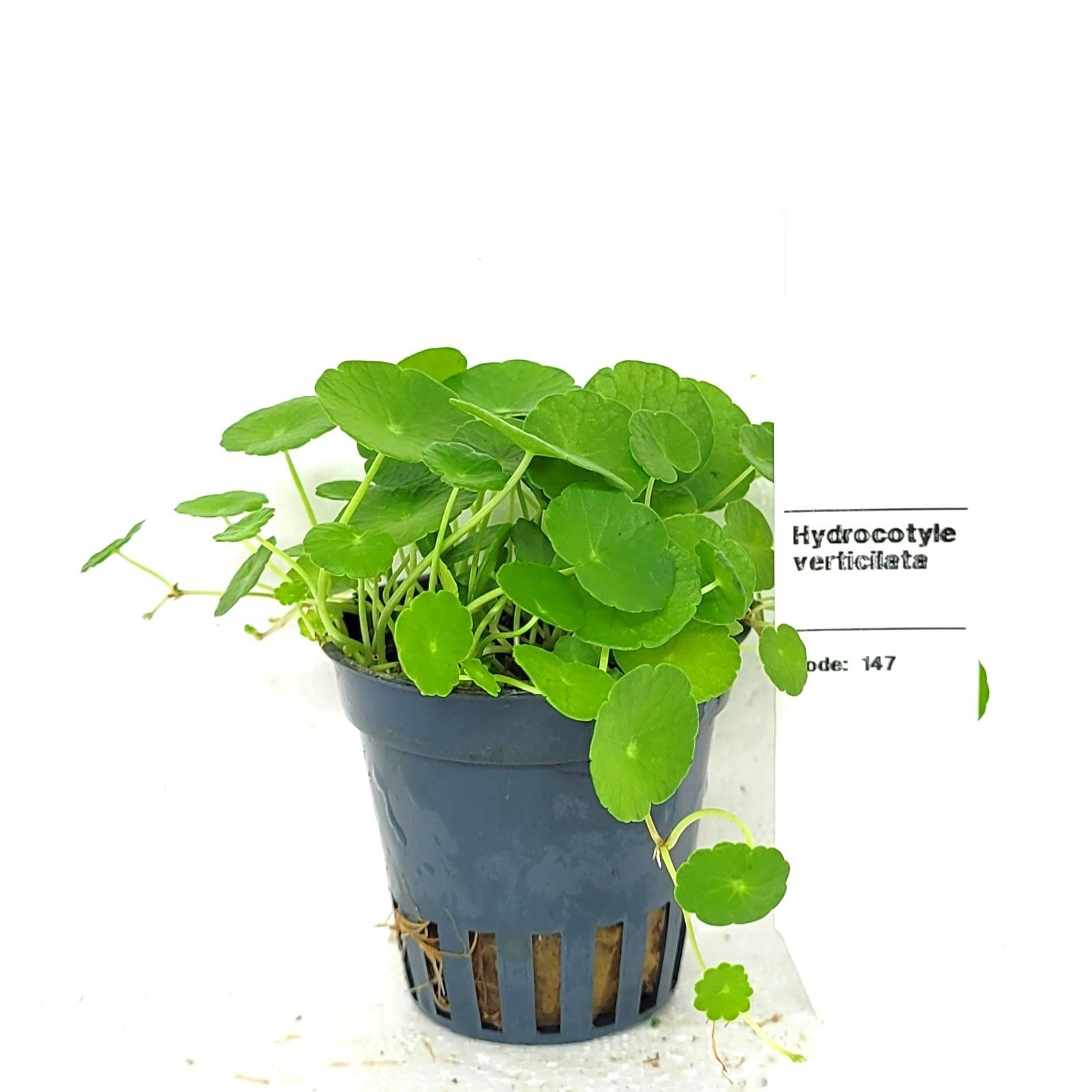 Hydrocotyle Verticillata, D 5