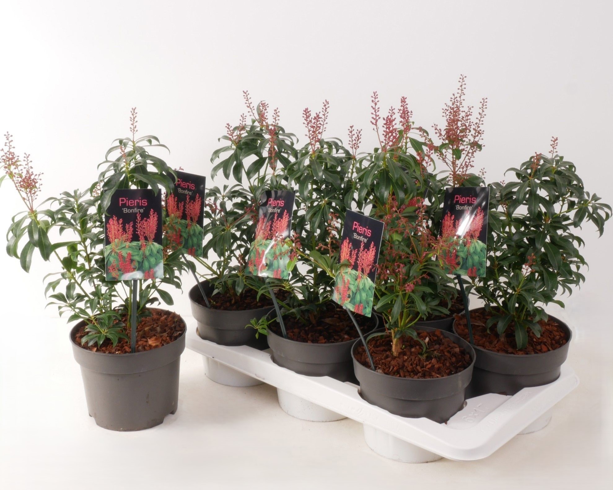 Pieris jap. 'Bonfire' P17, D 17 cm