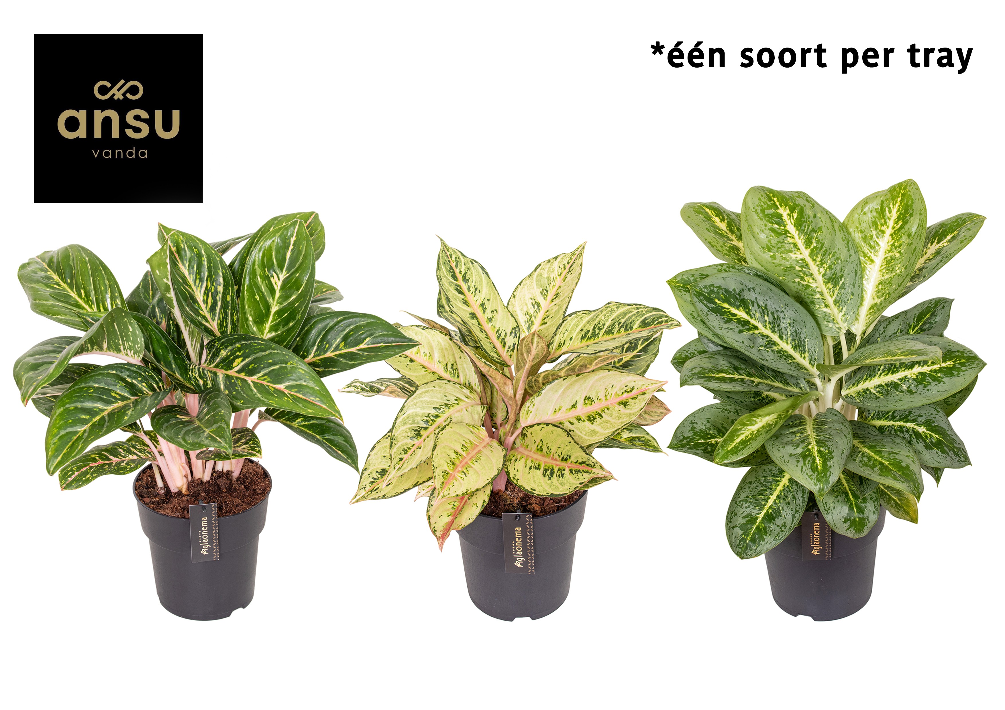 Aglaonema Green Surprise Tray, D 19 cm Aglaonema Green Surprise Tray, D 19 cm