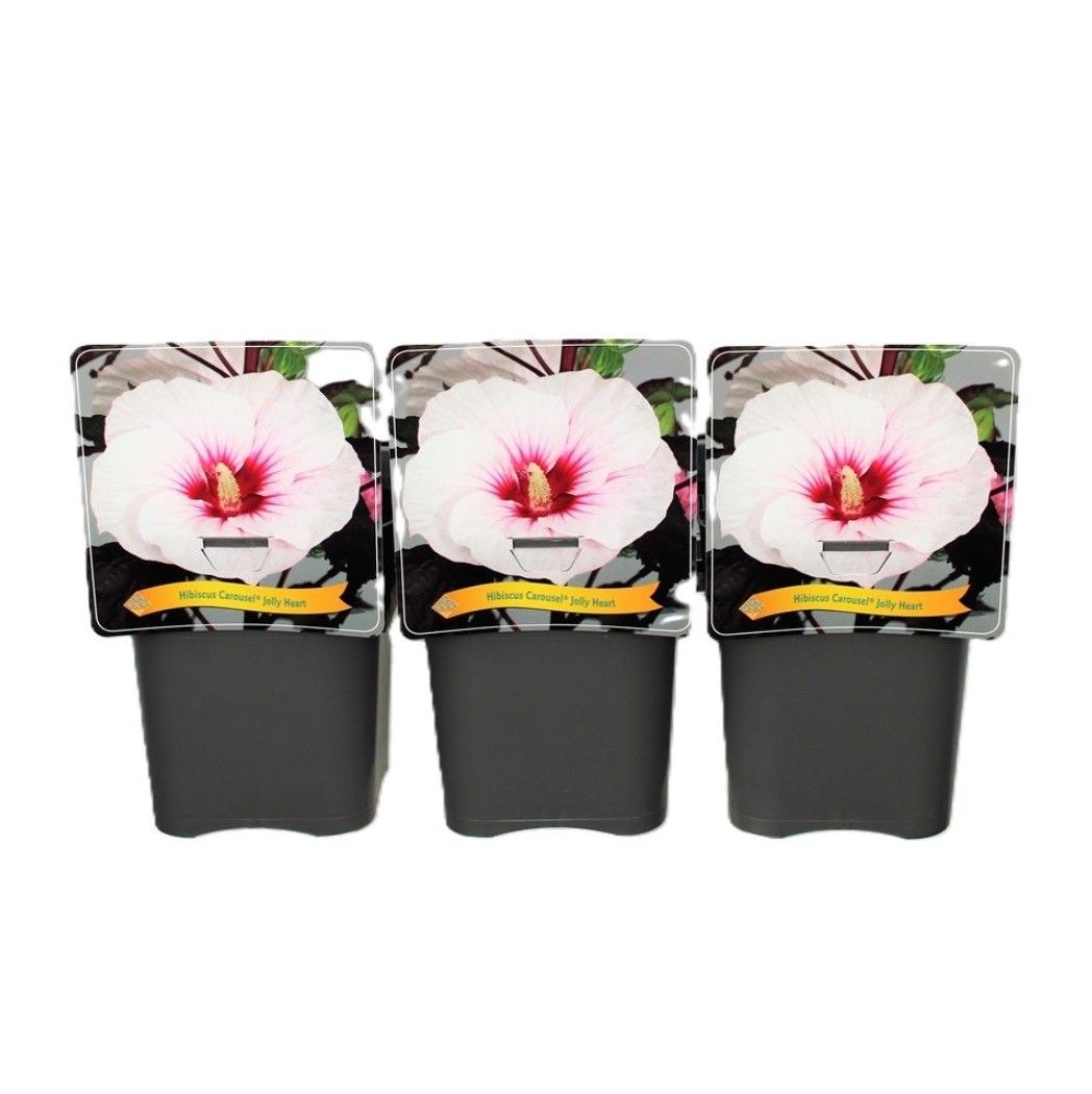 Hibiscus Caroussel Jolly Heart C5, D 21