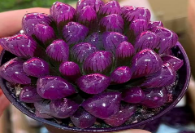 Хавортия купера пурпурная 11 13