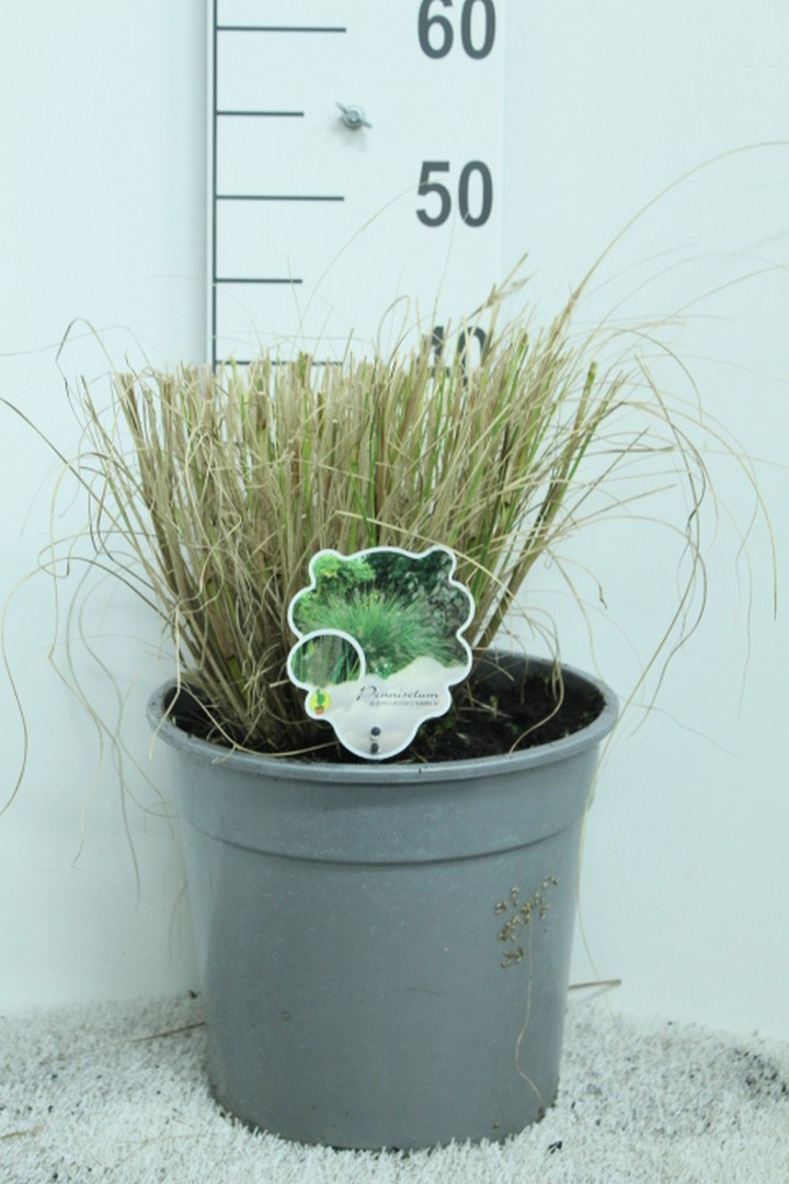 Pennisetum alop. 'Hameln' P29 Zilver pot, D 29