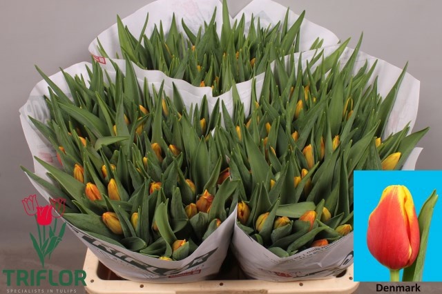 Тюльпан од. Дэнмарк (красно-желт.), шт.