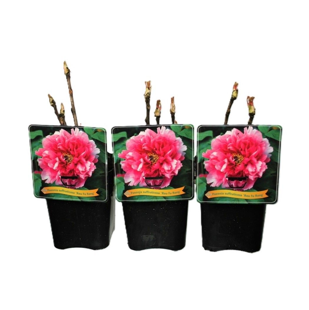 Paeonia Suffruticosa 'Rou fu Rong' C5, D 21