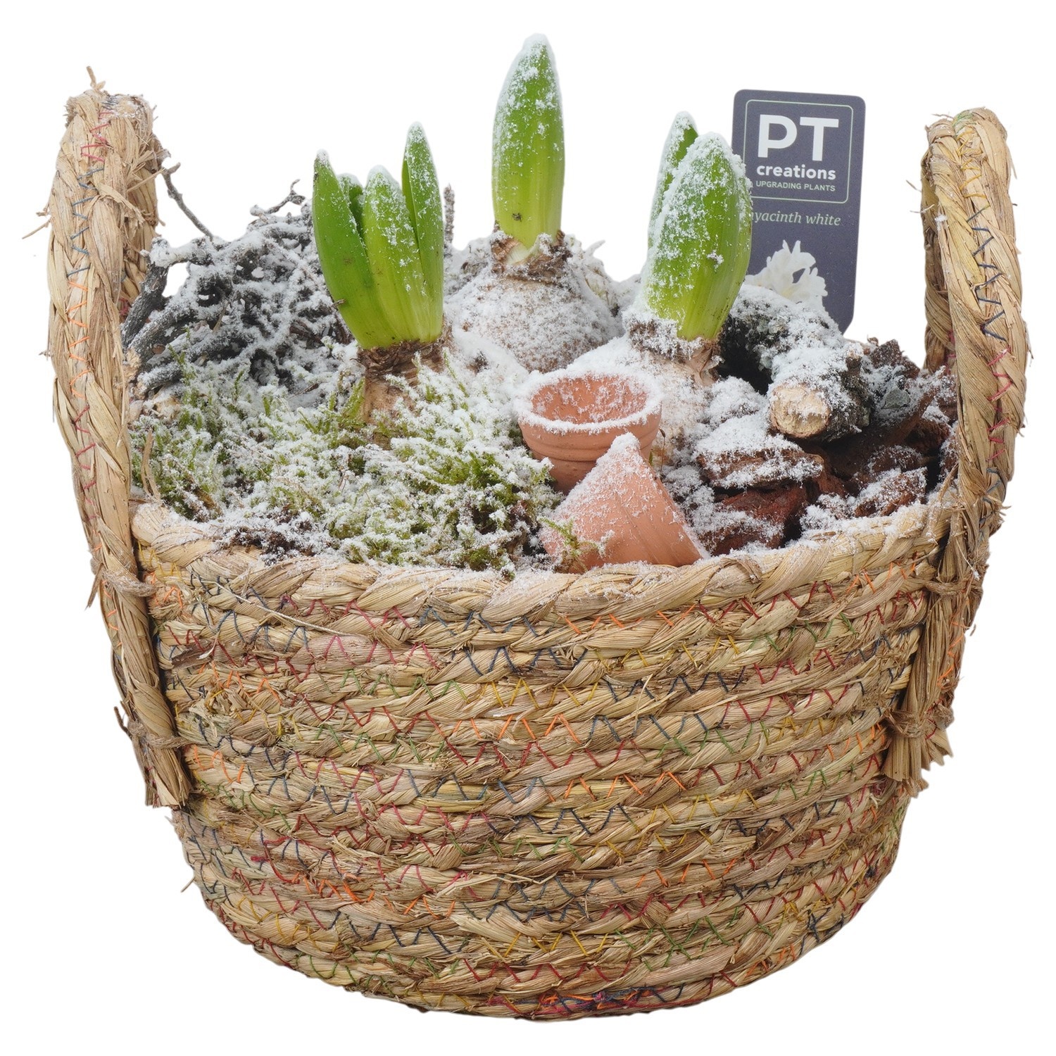 PTWH4058 Arrangement Winter Hyacint in rieten mand, D 22