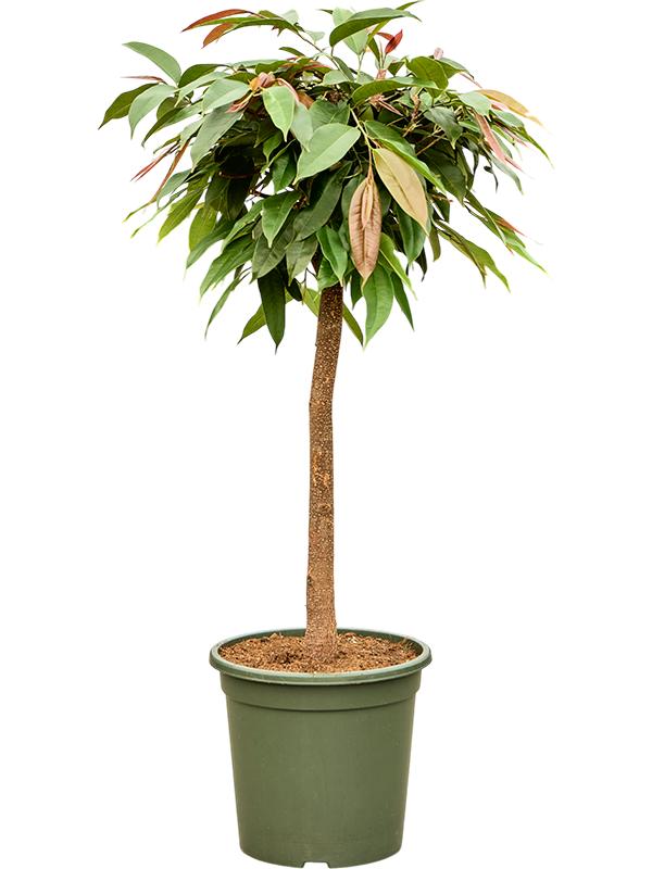 Ficus binnendijkii 'Amstel King', D 31