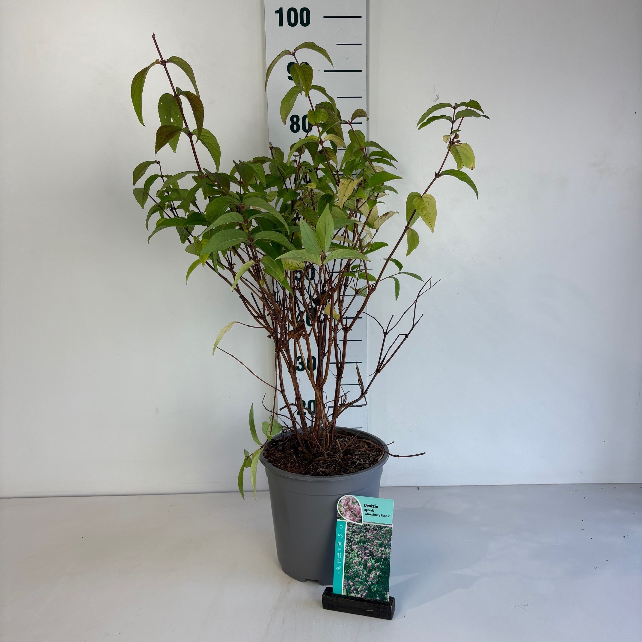 Deutzia hybrida Strawberry Fields, D 24