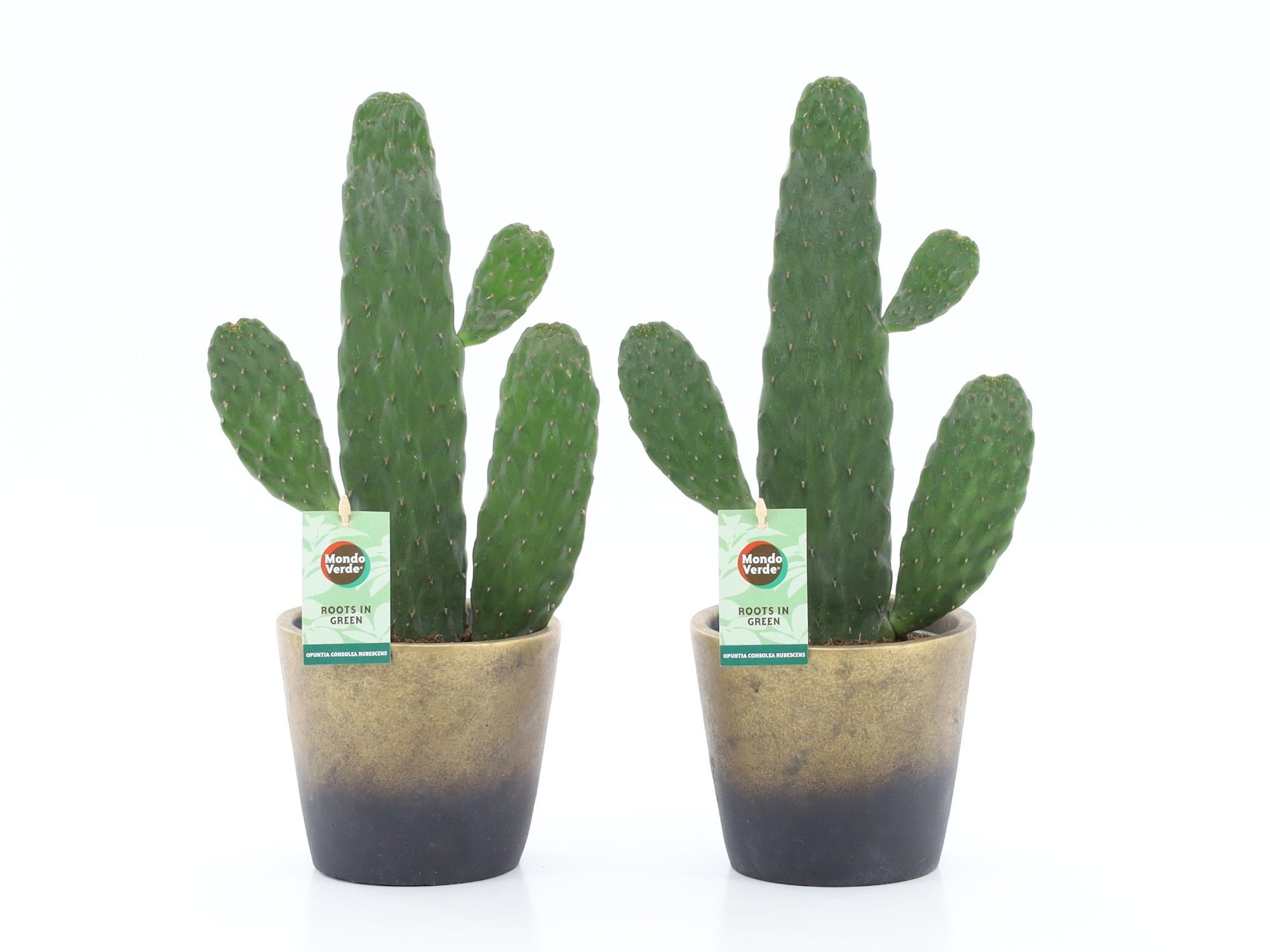 Opuntia rubescens Consolea in Lunar keramiek, D 13