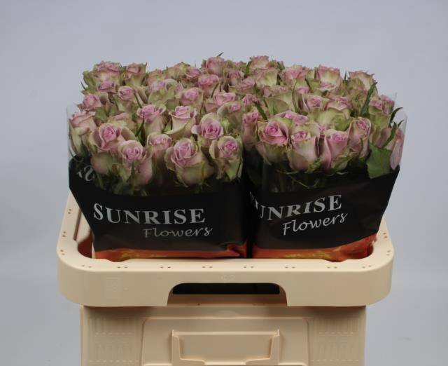 Роза од. Саманта Брайдал 60, шт.