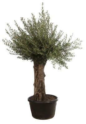 Olea europaea, D 80 cm