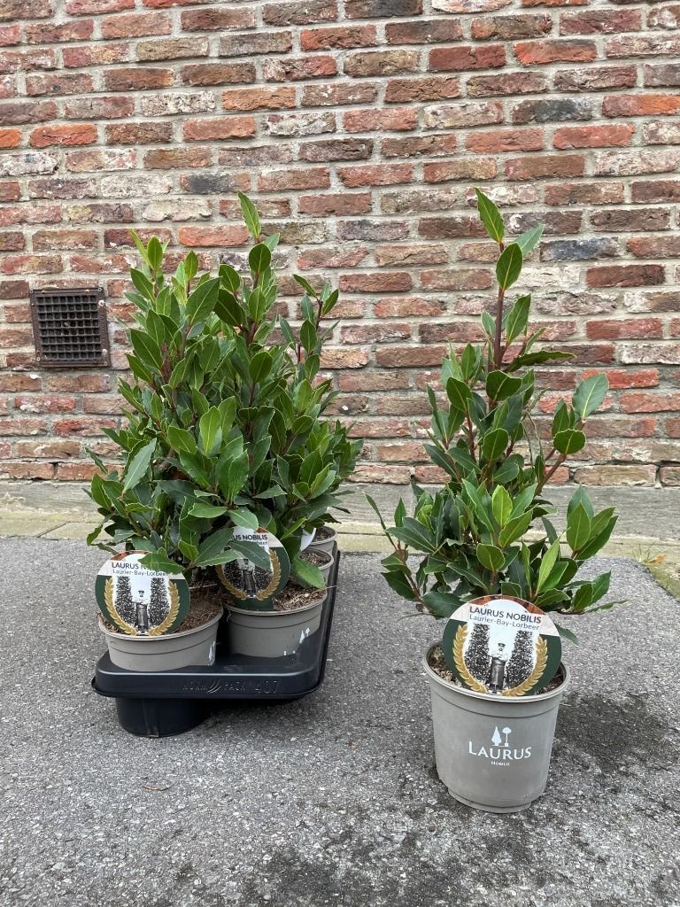 LAURUS NOBILIS KEUKENLAURIER P14, D 14