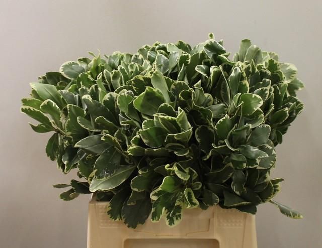 Питтоспорум Илан 40 (зелено-бел.), шт.