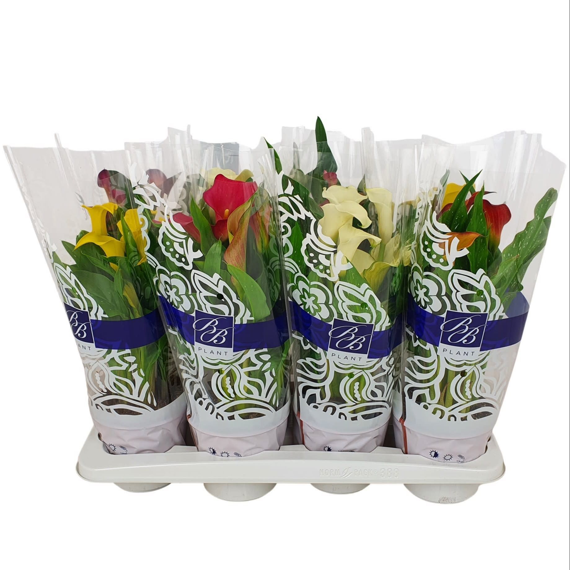 Zantedeschia Mix 'Hand Selected' in BB hoes, D 14