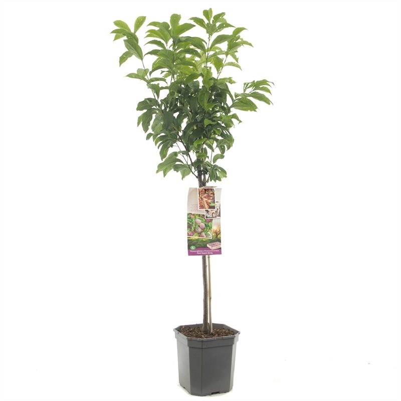 Prunus sal x arm Pluot Dapple Dandy Pruim-abrikoos, D 24