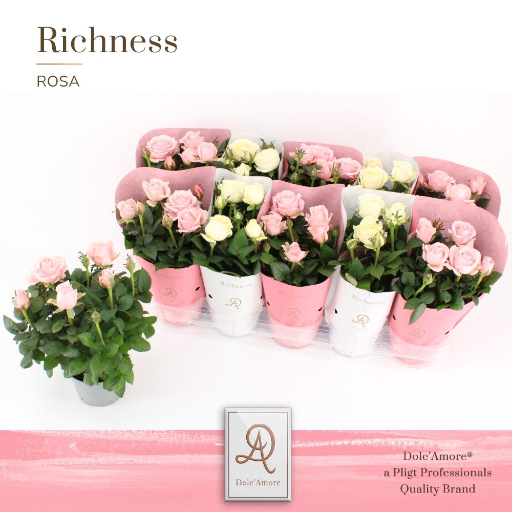Potroos INFINITY Mix Wit/Roze P105 Dolc'Amore® Richness, D 10,5