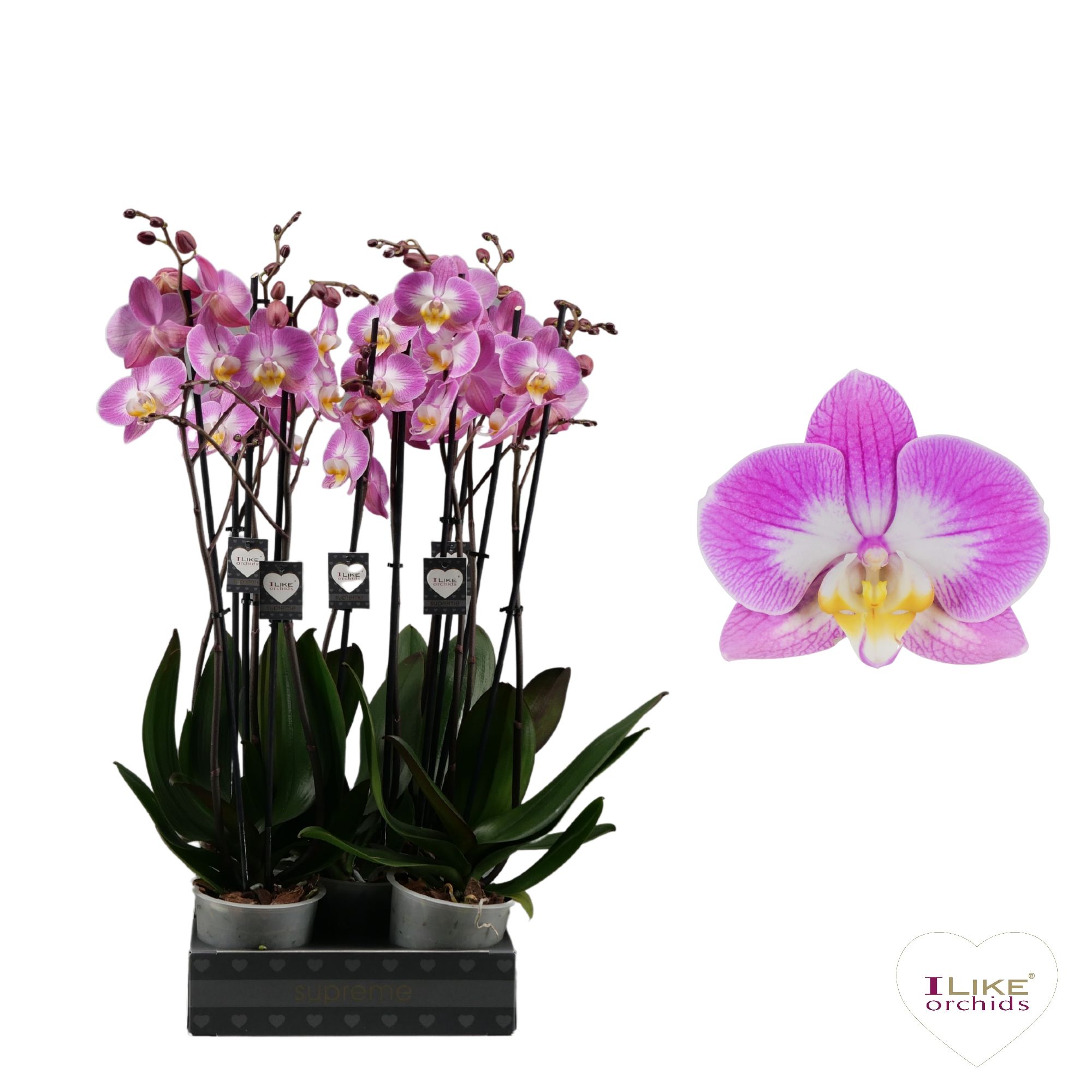 Phalaenopsis Split - 2 tak 60cm, D 12