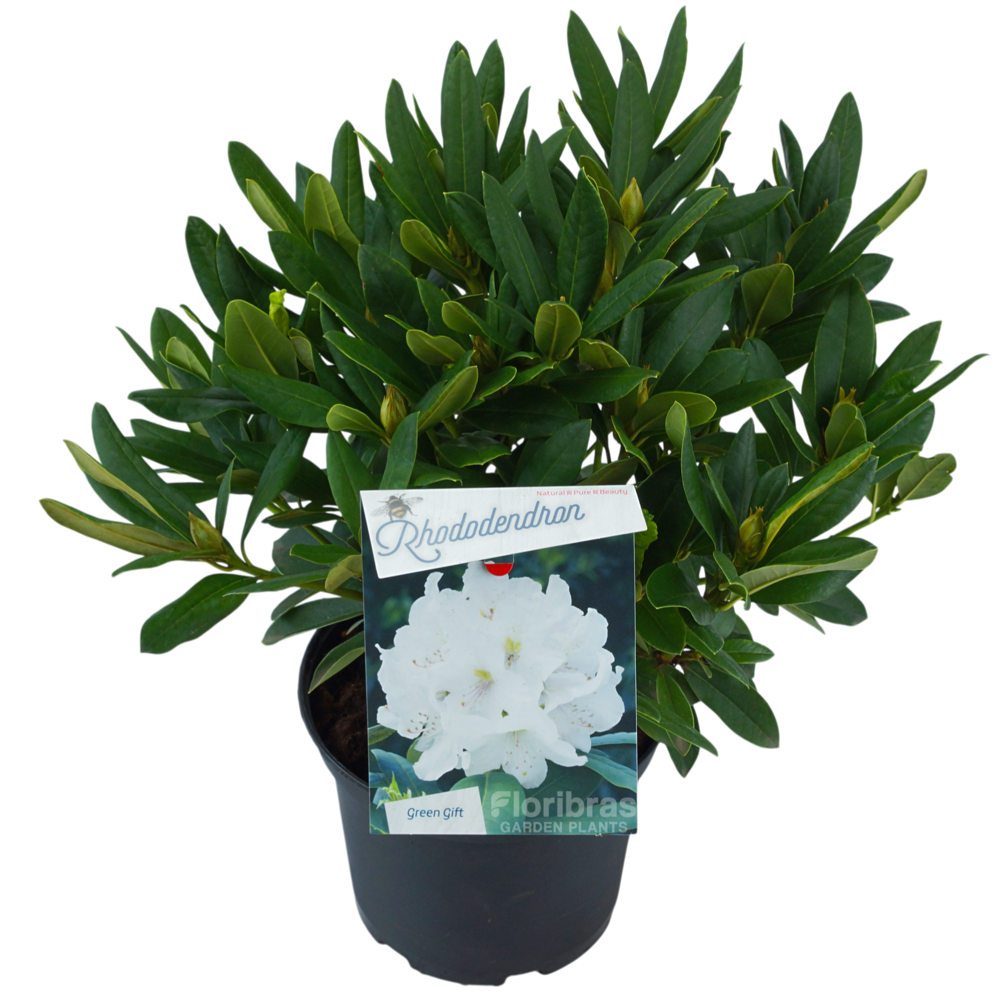 Rhodo.'Cunningham's White' white, D 23