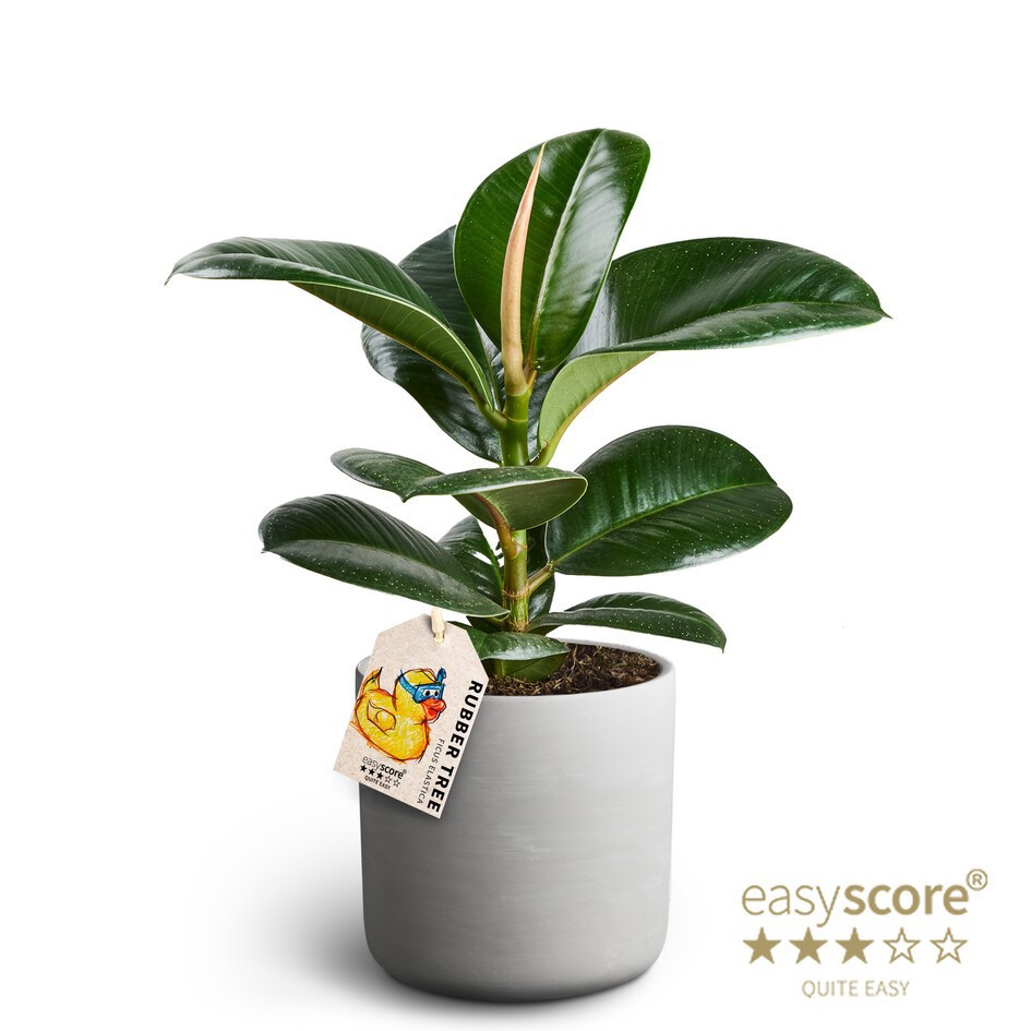 Raw Grey, Ficus elastica ´Sofia', D 12