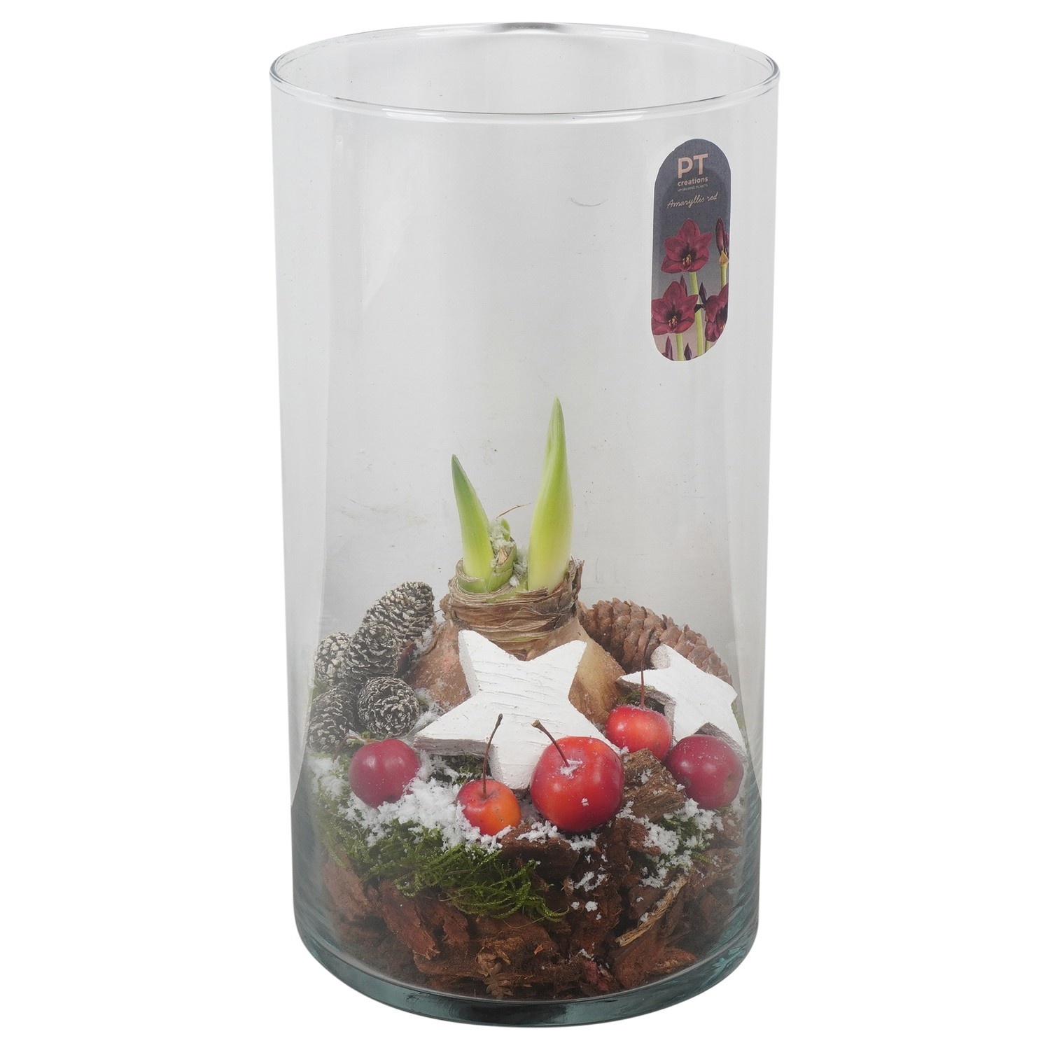 PTACH2462 Arrangement Amaryllis Christmas in glazen vaas, D 16