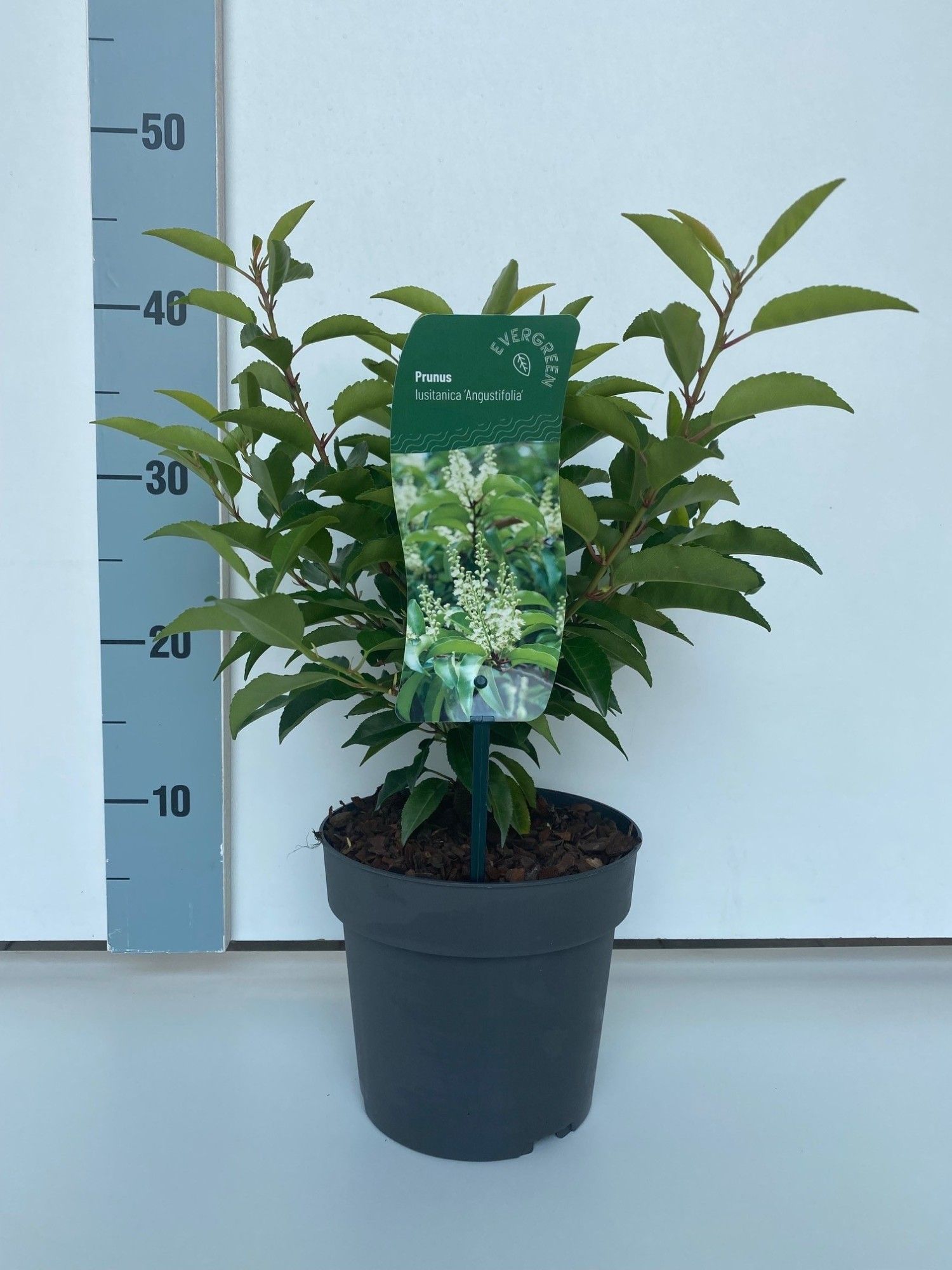 Prunus lusitanica 'Angustifolia', D 17 cm