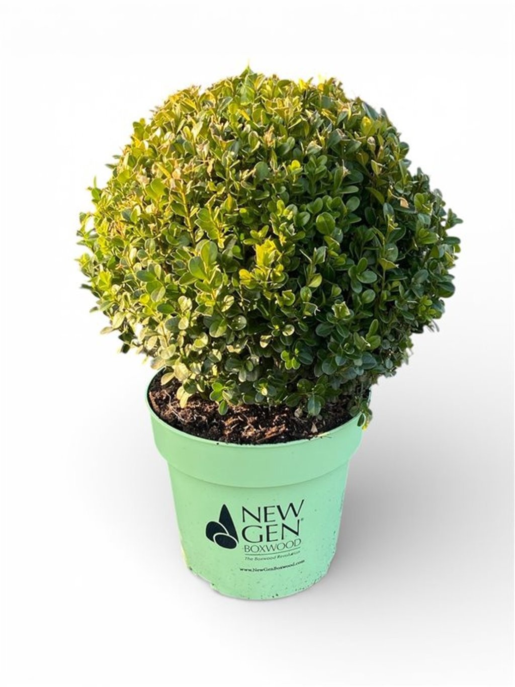 Buxus NewGen® Independence Bol 25-30 cm c5/p23, D 23