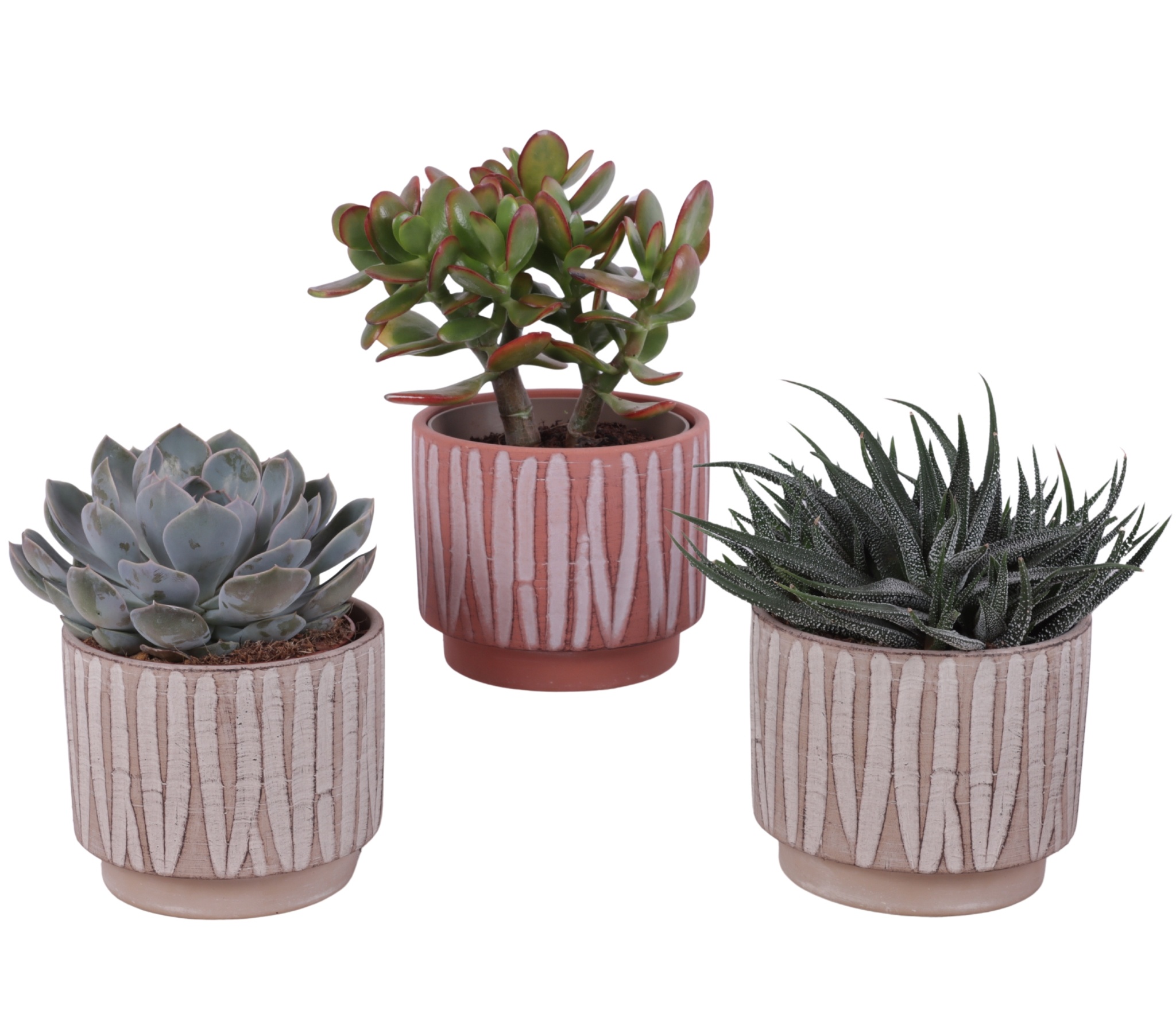 Succulenten mix Ø12cm in Ø14cm Ceramic NT667, D 14