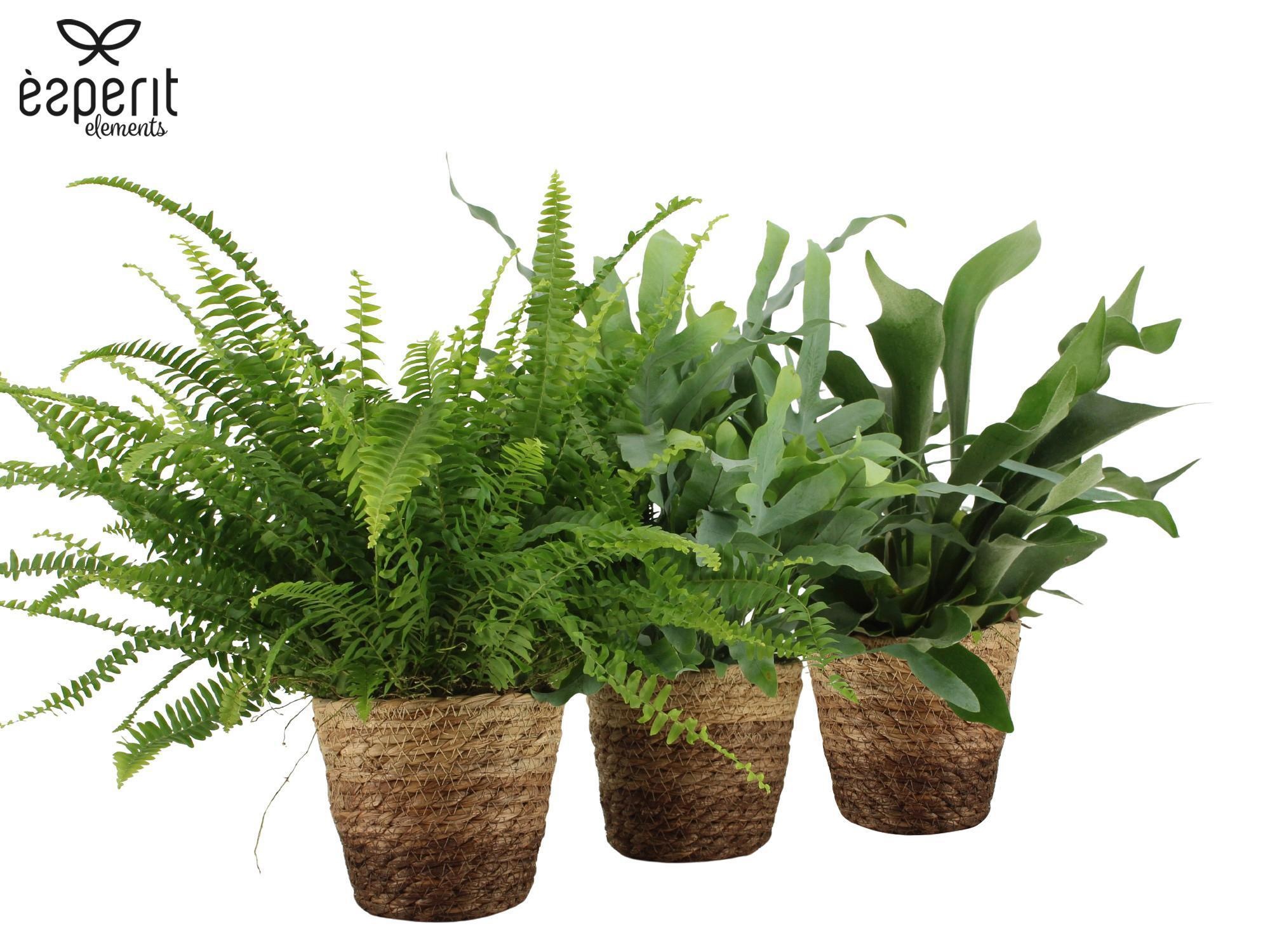 7504471: Solutionss Recreate, D 12