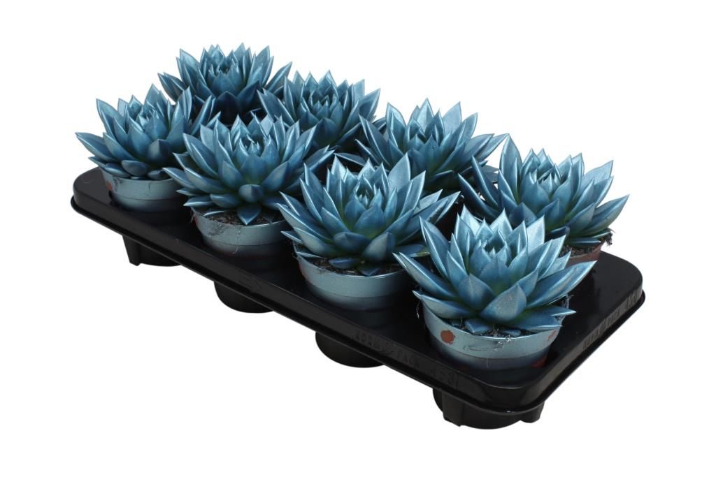 Miranda coloured metallic blue, D 12