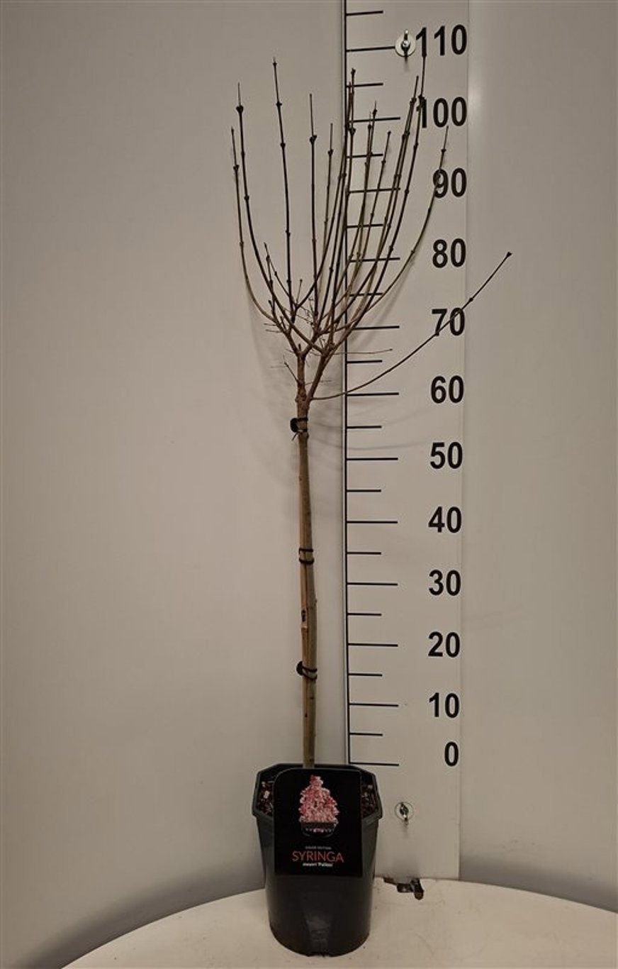 Syringa meyeri 'Palibin', D 21