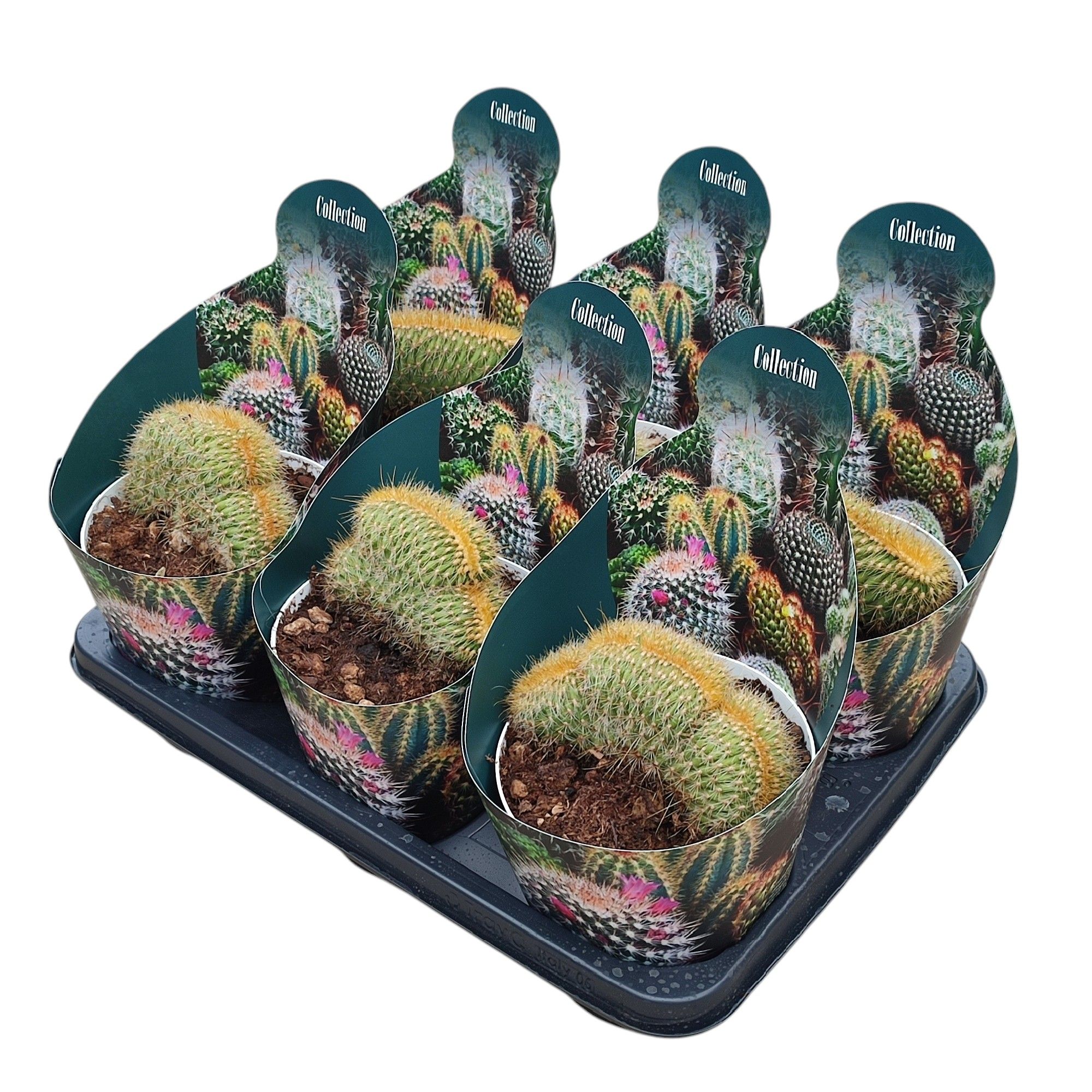 VATRICANIA GUENTHERI CRESTATA - POT Ø 14 COLLECTION WITH POTCOVER (CACTUS), D 14