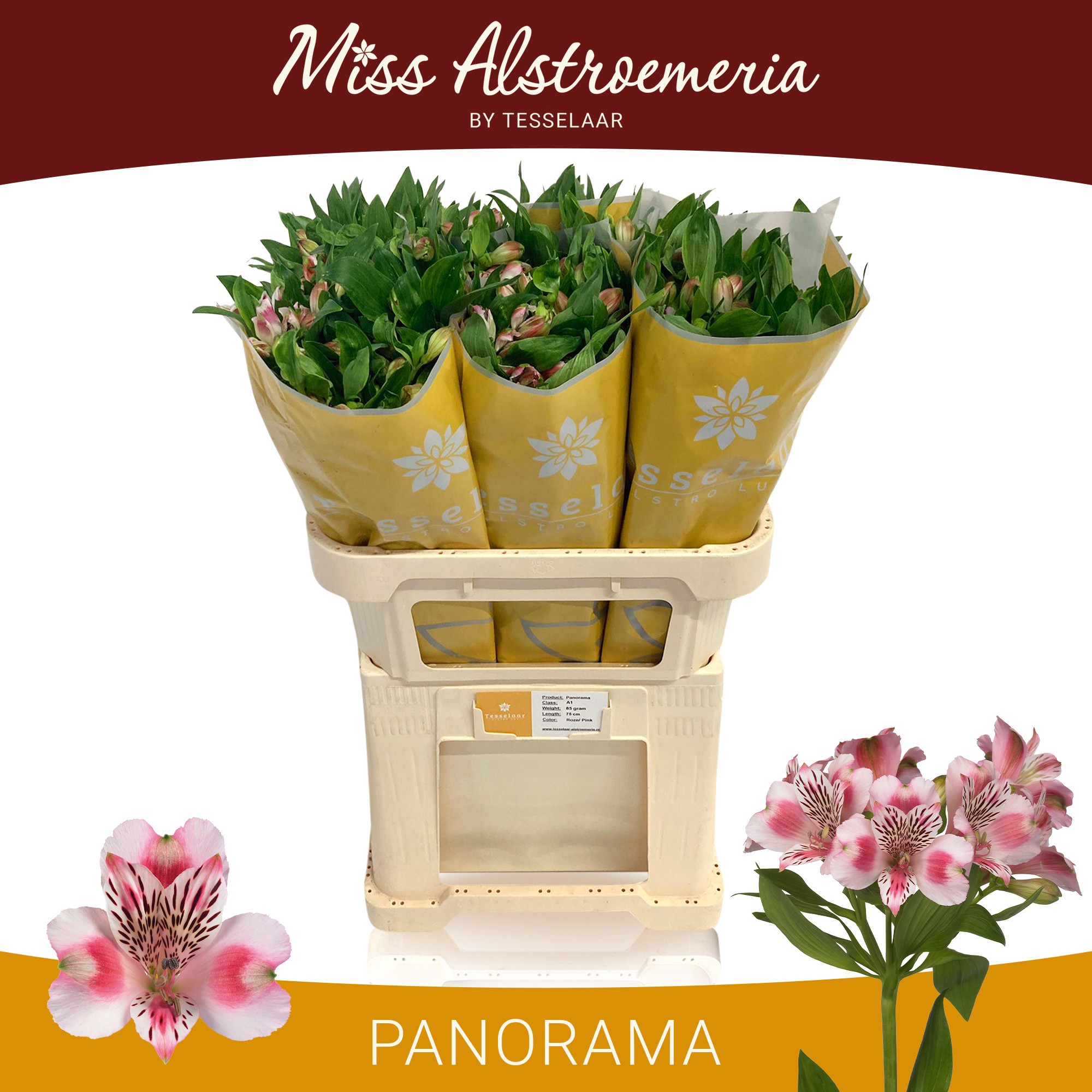 Альстромерия Панорама (бел.-роз.), шт.