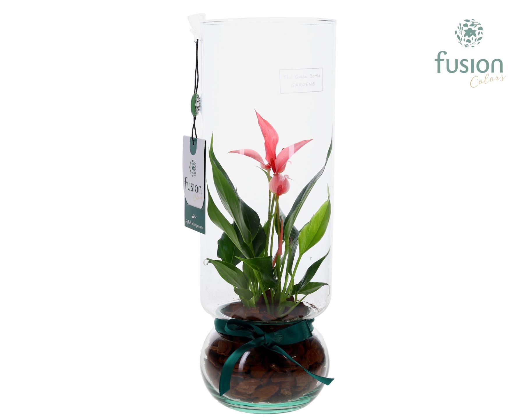 Green BottleAngelica Large met Anthurium, D 12