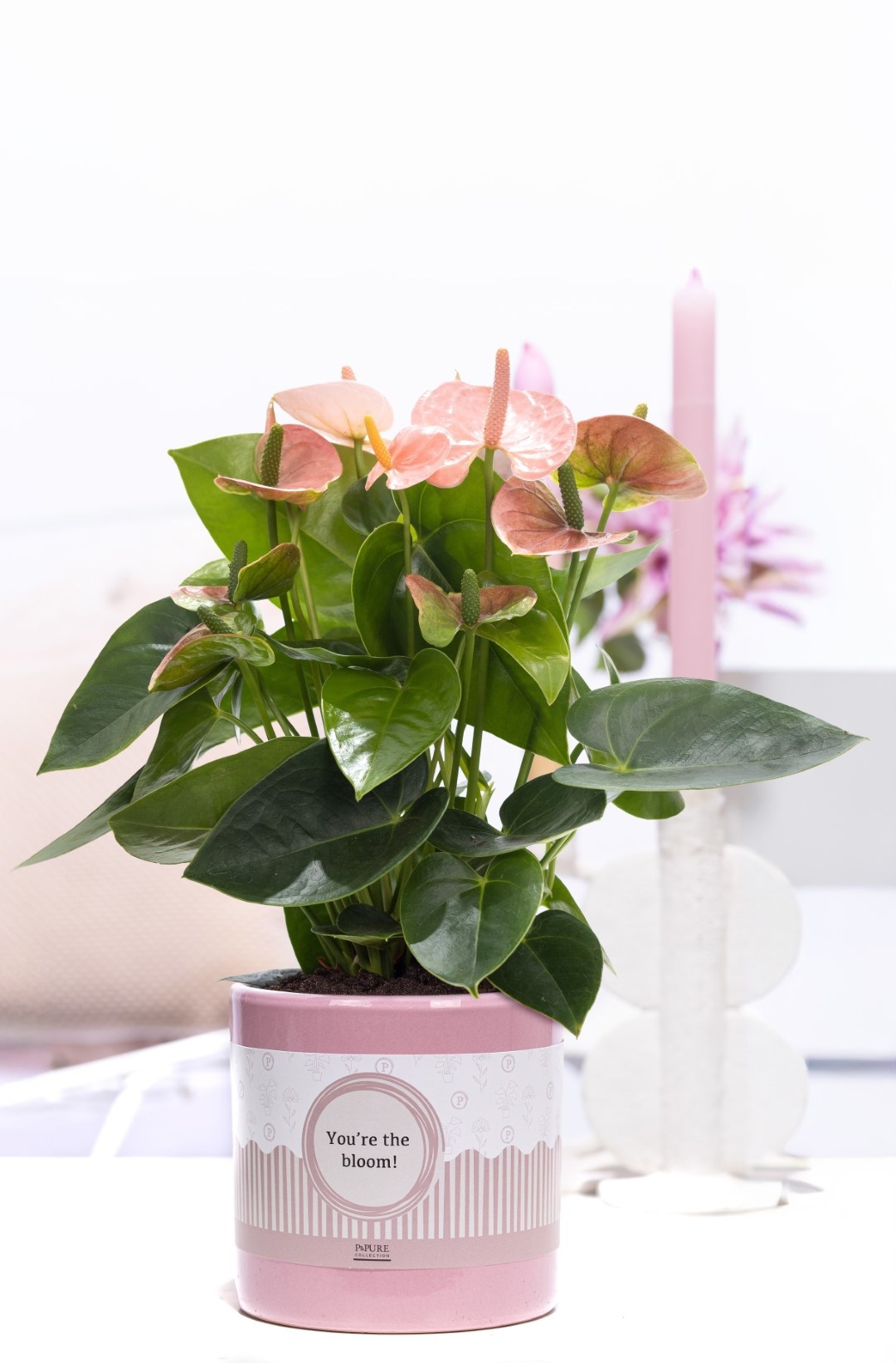 Anthurium pink in P&P cadeau concept: YOU'RE THE BLOOM!, D 12