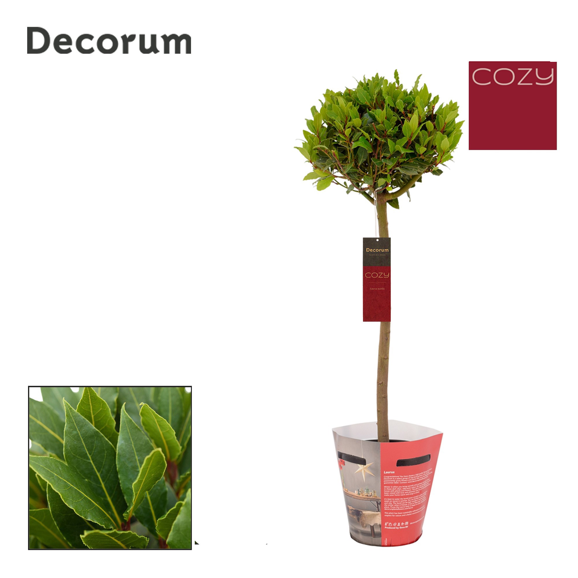 Laurus nobilis Bol op stam Cozy, D 20